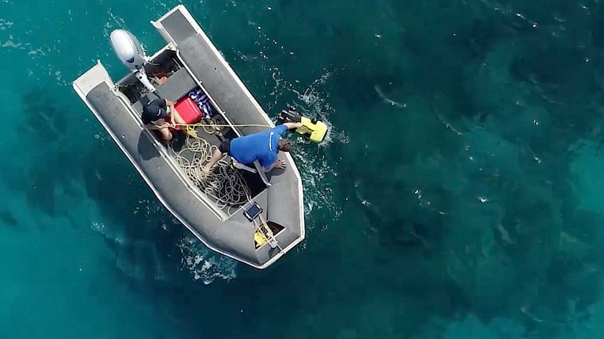 die wächter des great barrier reef