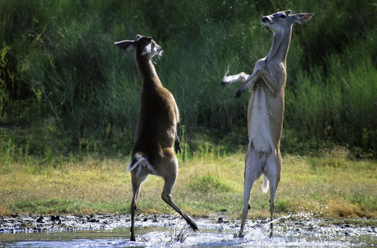 Tiere außer Rand und Band tiere außer rand und band