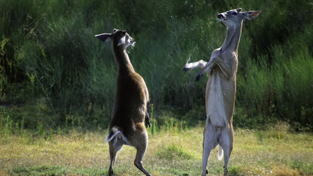 tiere außer rand und band