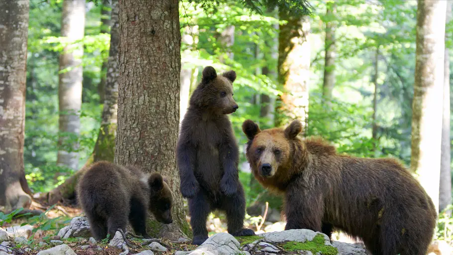 Kroatiens Küste - Endlos und wild kroatiens küste - endlos und wild