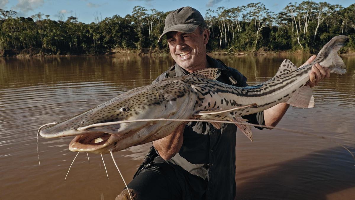 giganten unter wasser - riesenfischen auf der spur