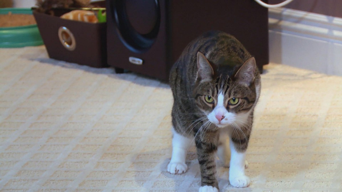 der katzenflüsterer