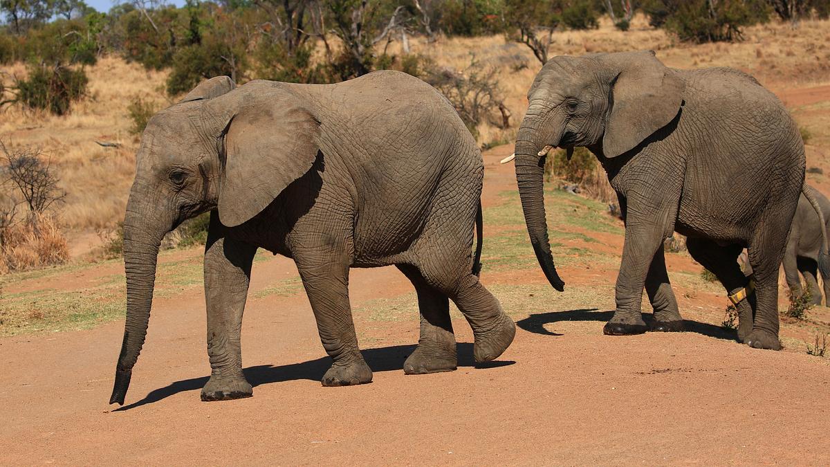 die superkräfte der tiere