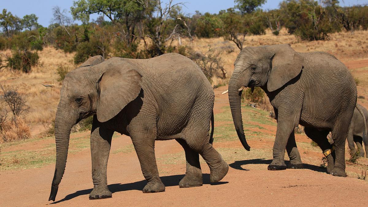 die superkräfte der tiere