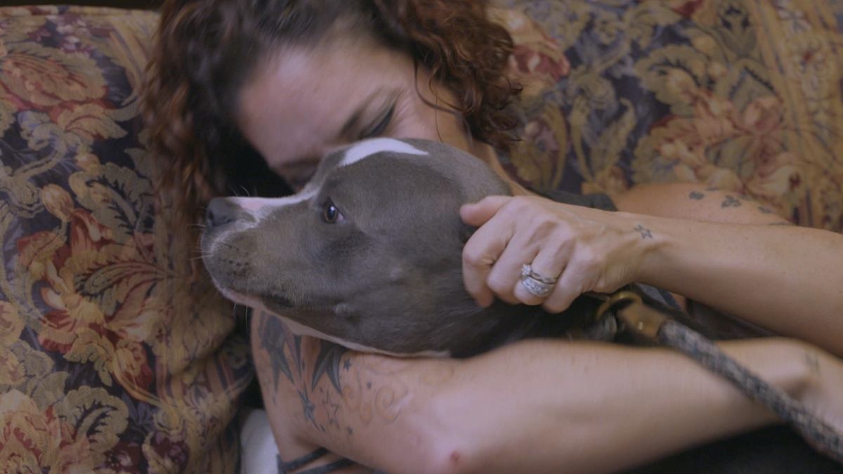 Pitbulls auf Bewährung pitbulls auf bewährung