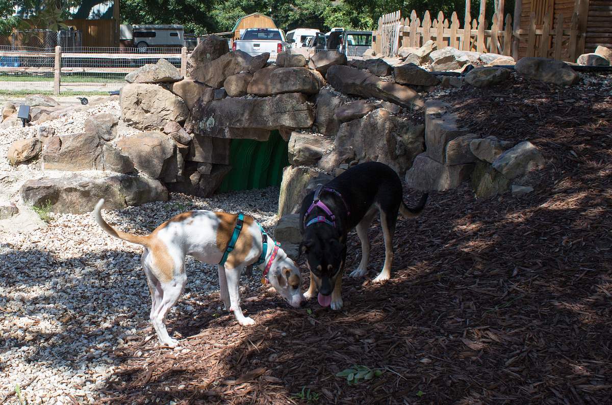 Pitbulls auf Bewährung pitbulls auf bewährung