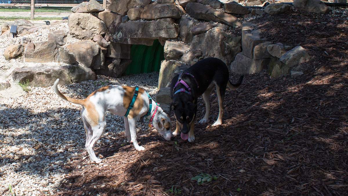 pitbulls auf bewährung