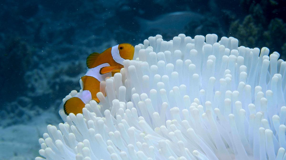 into the blue - indonesiens unterwasserparadiese