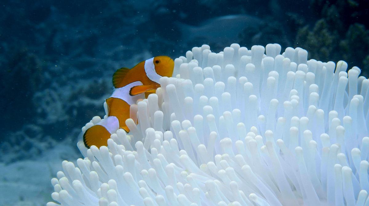 into the blue - indonesiens unterwasserparadiese