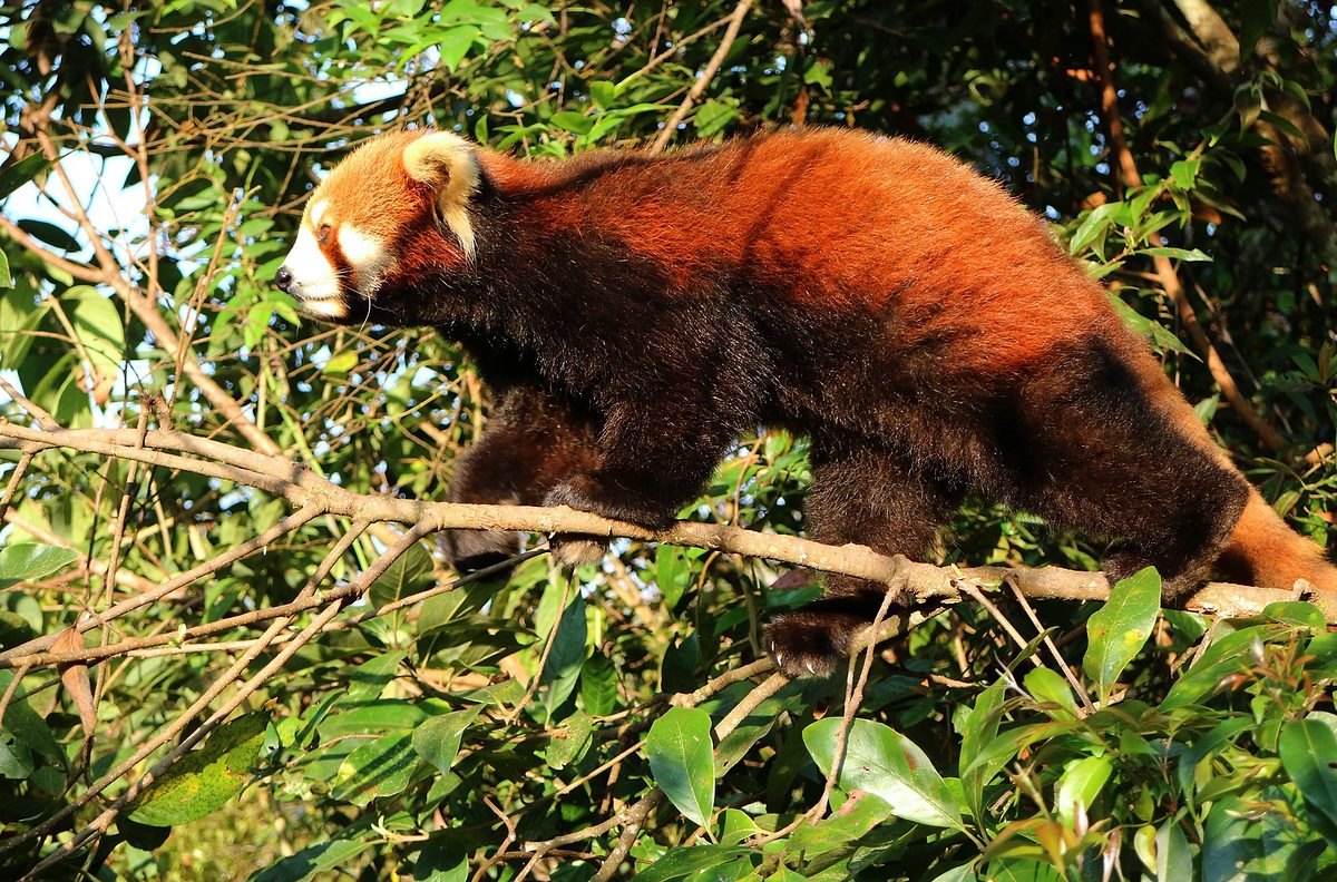 Asiens geheime Wildnis asiens geheime wildnis
