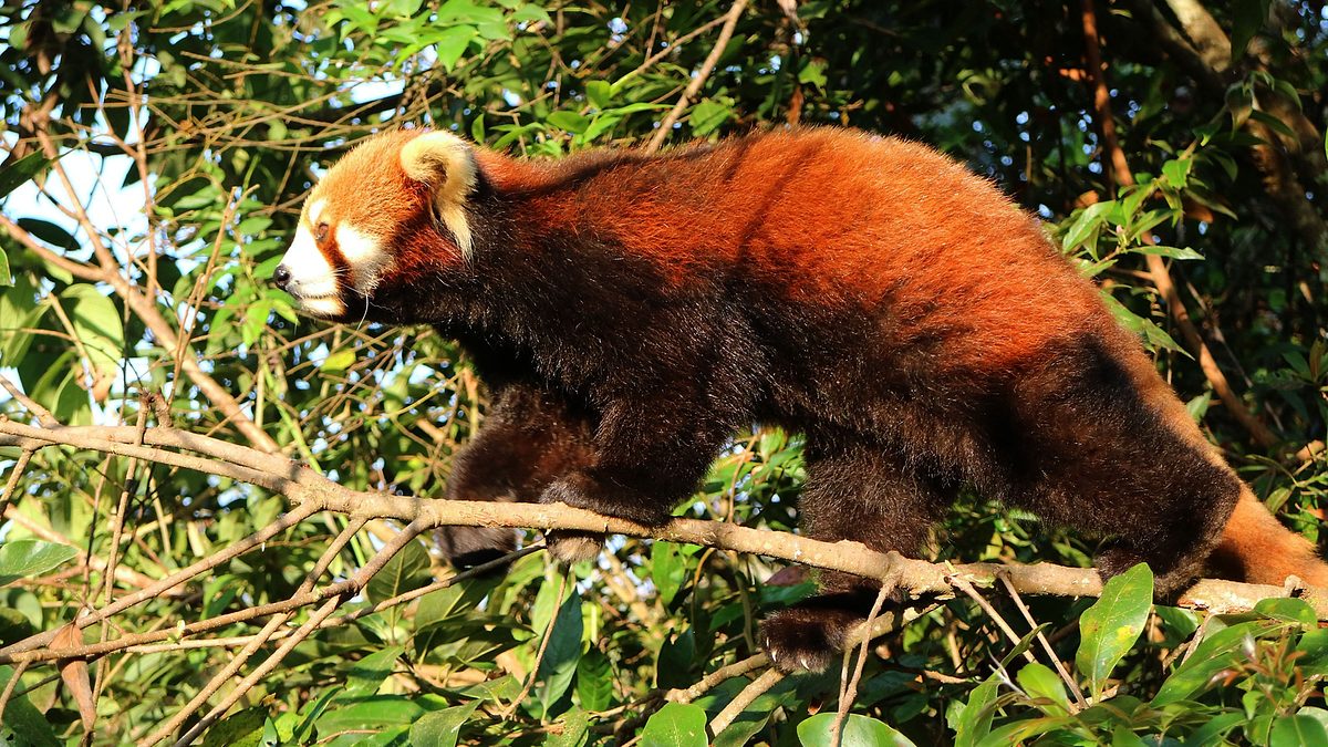 asiens geheime wildnis