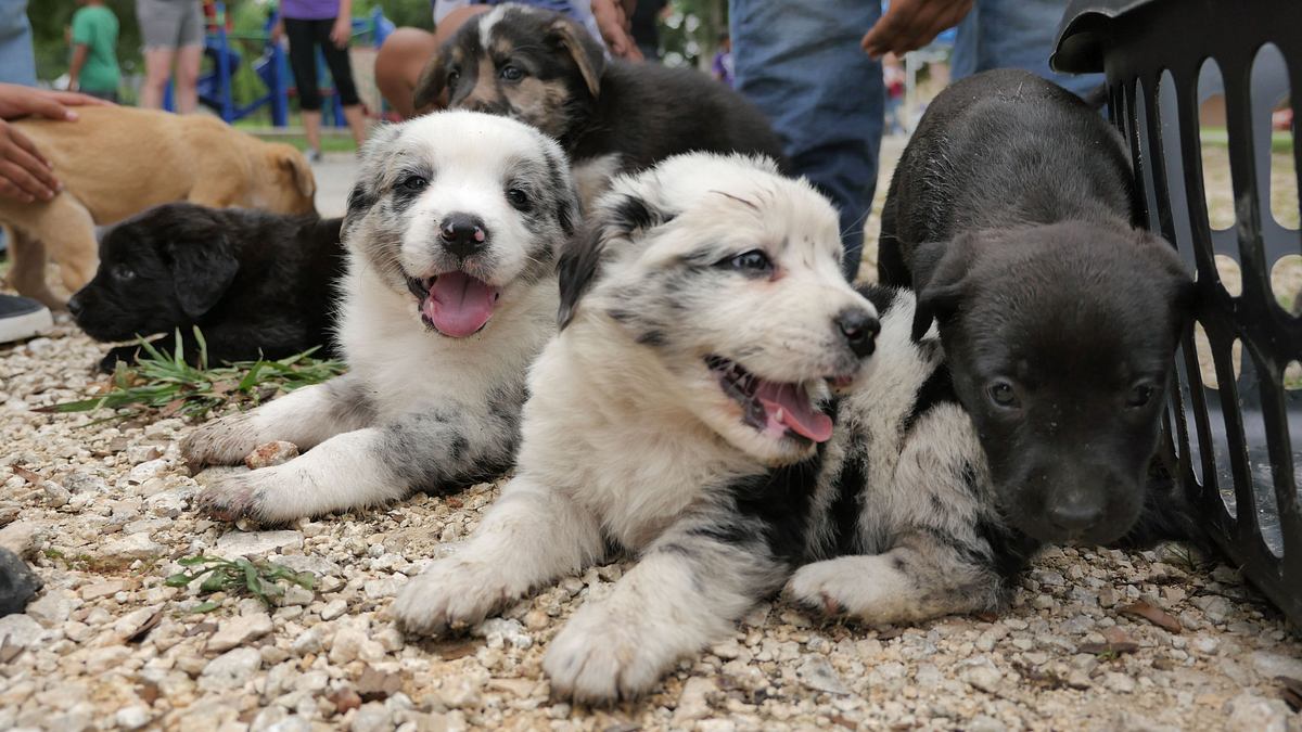 Die Tierärzte von Houston die tierärzte von houston