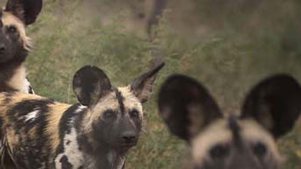 das waisenhaus für wilde tiere - abenteuer afrika