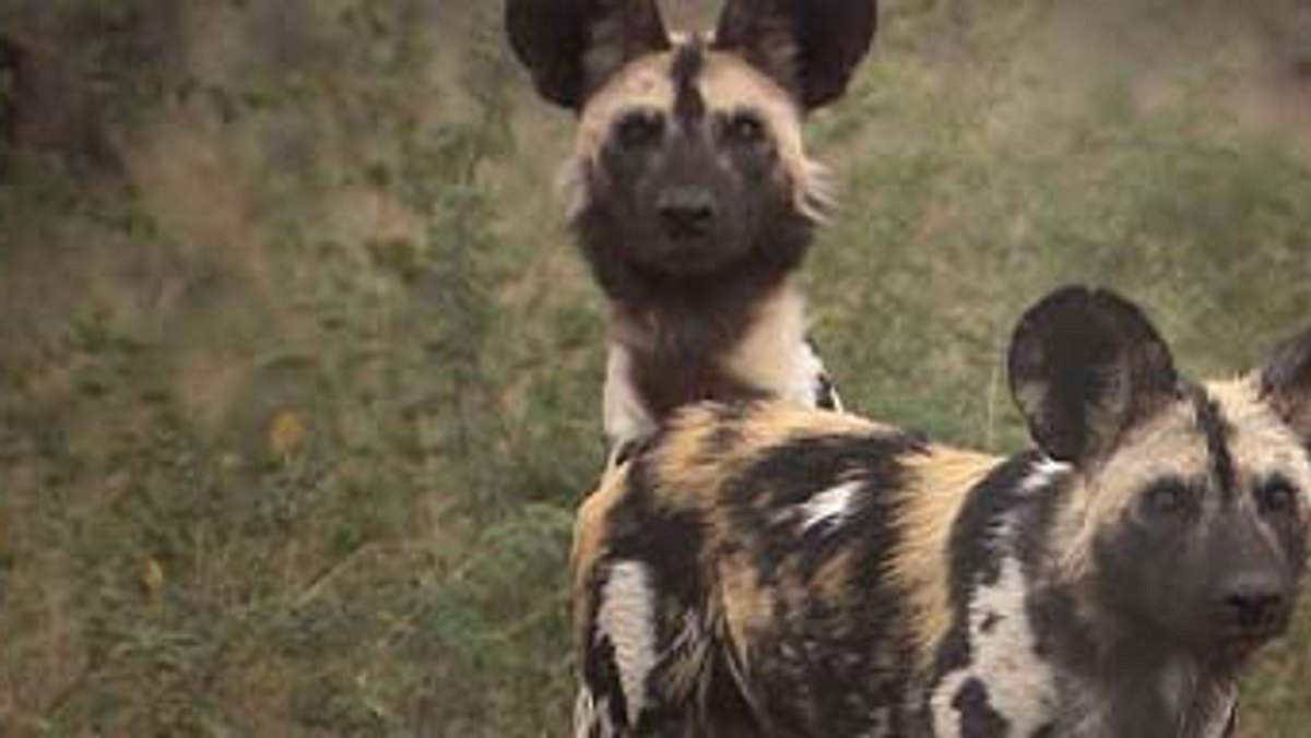 das waisenhaus für wilde tiere - abenteuer afrika