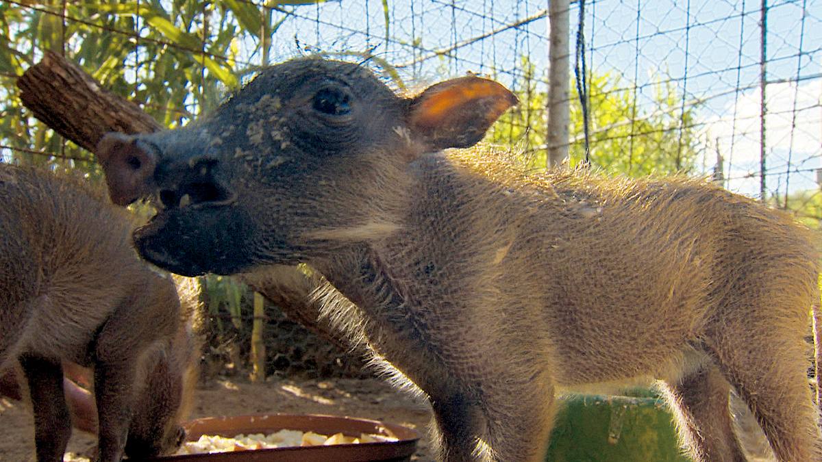 das waisenhaus für wilde tiere - abenteuer afrika