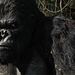 King Kong Thumbnail