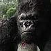 King Kong Thumbnail