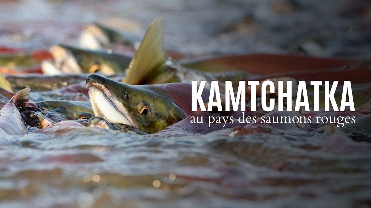 kamtschatka, im land der rotlachse