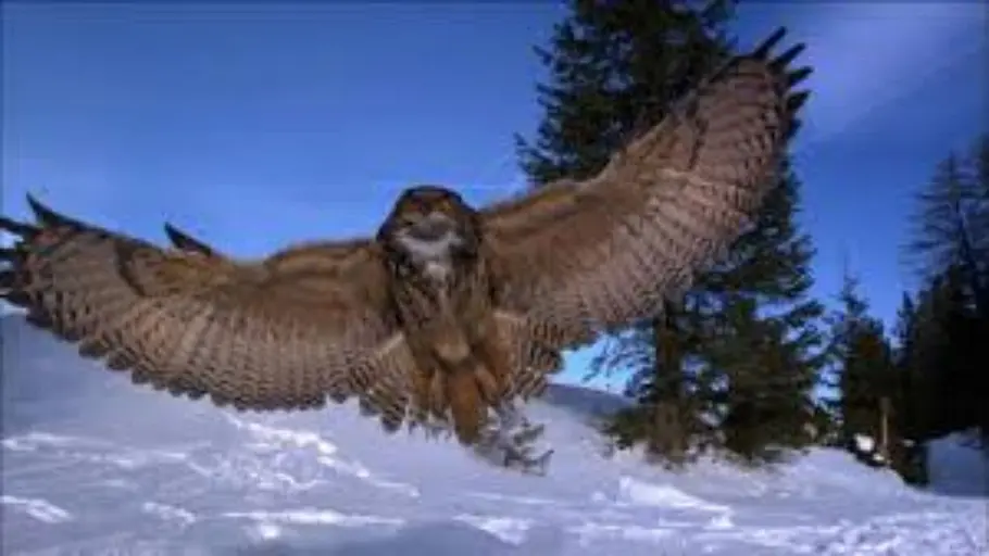 Der Flug der Eule Der Flug der Eule