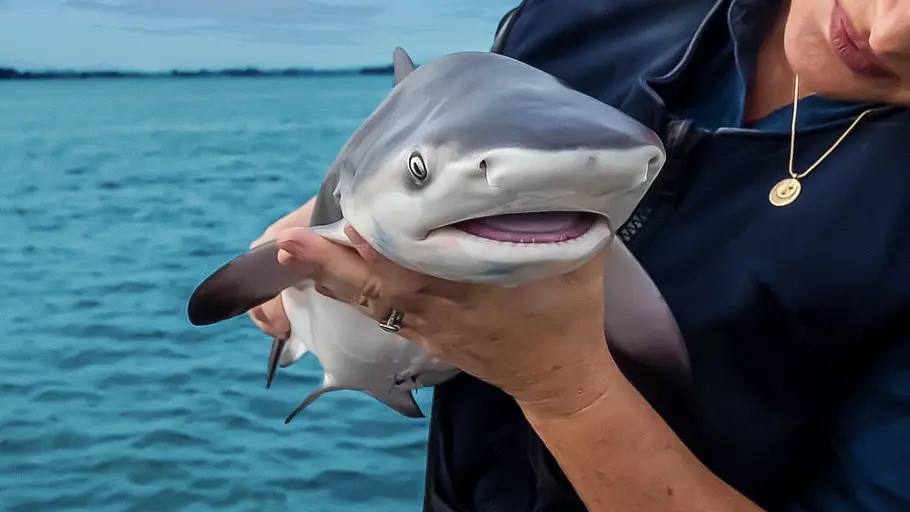 Baby Sharks Baby Sharks