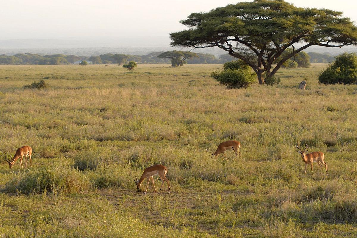 afrika von oben