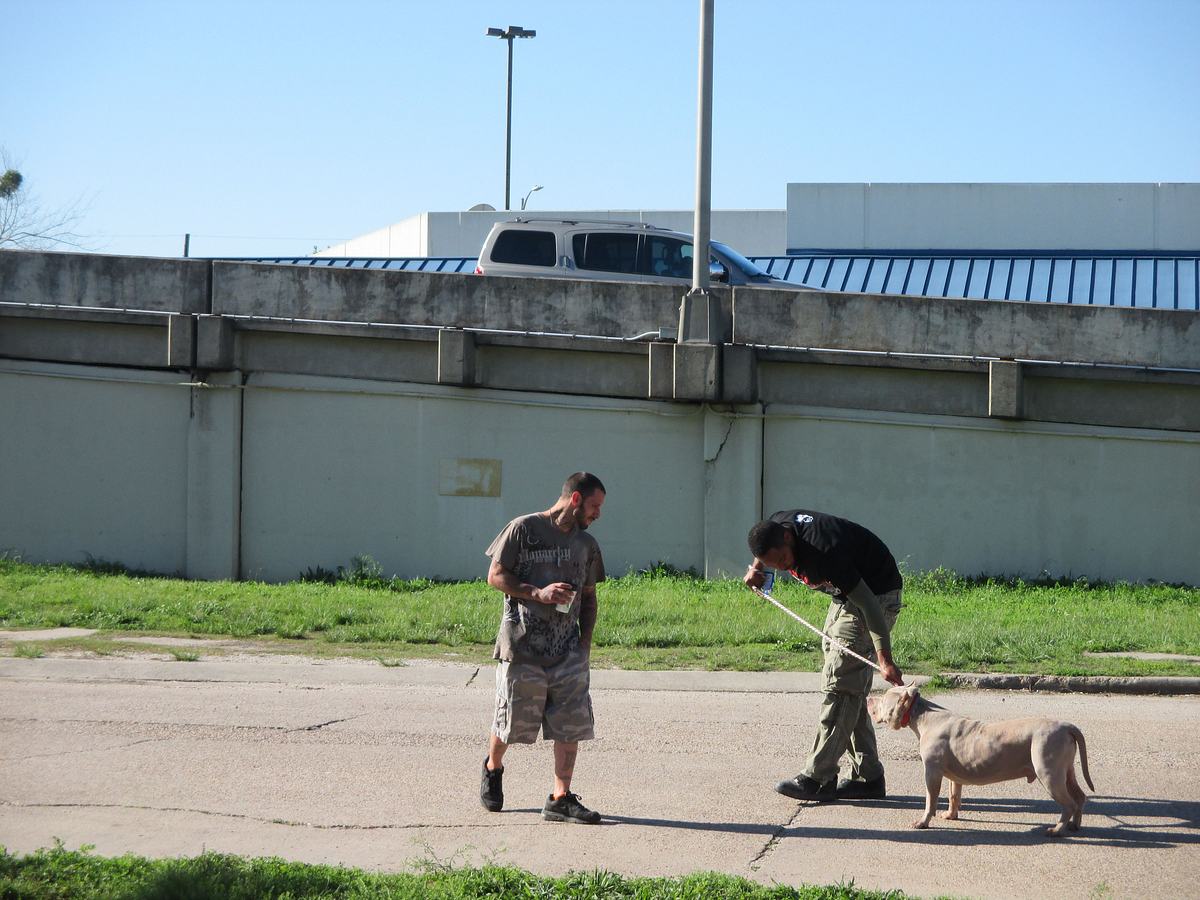 Pitbulls auf Bewährung pitbulls auf bewährung