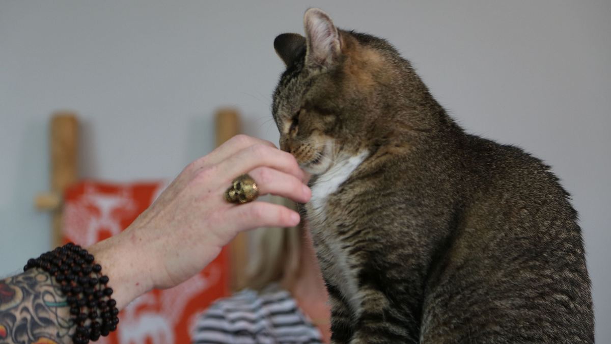 der katzenflüsterer
