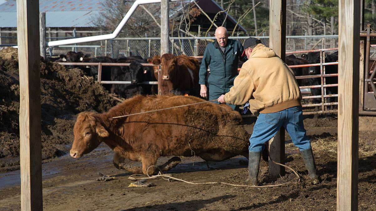 der unglaubliche dr. pol