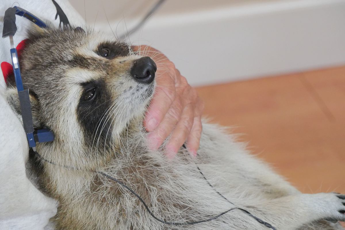 Tierische Freundschaften tierische freundschaften
