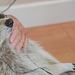 Tierische Freundschaften Thumbnail