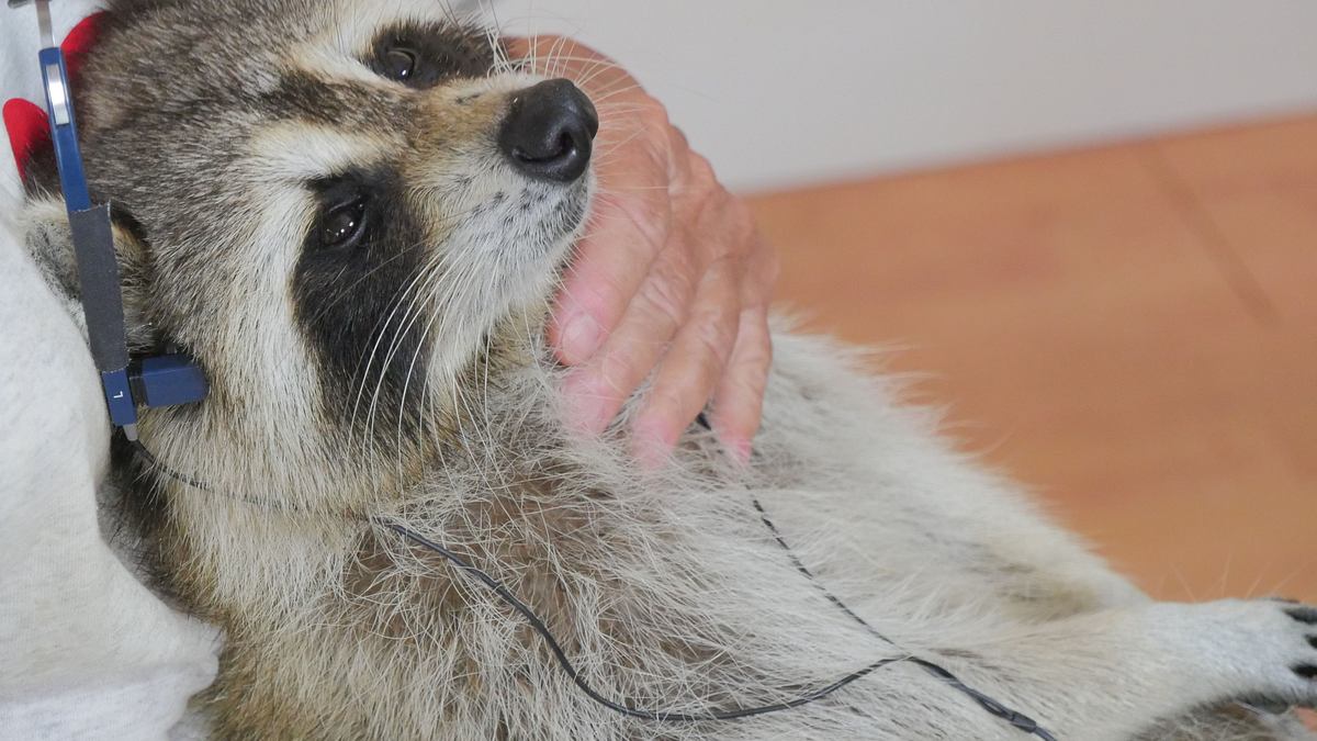 tierische freundschaften