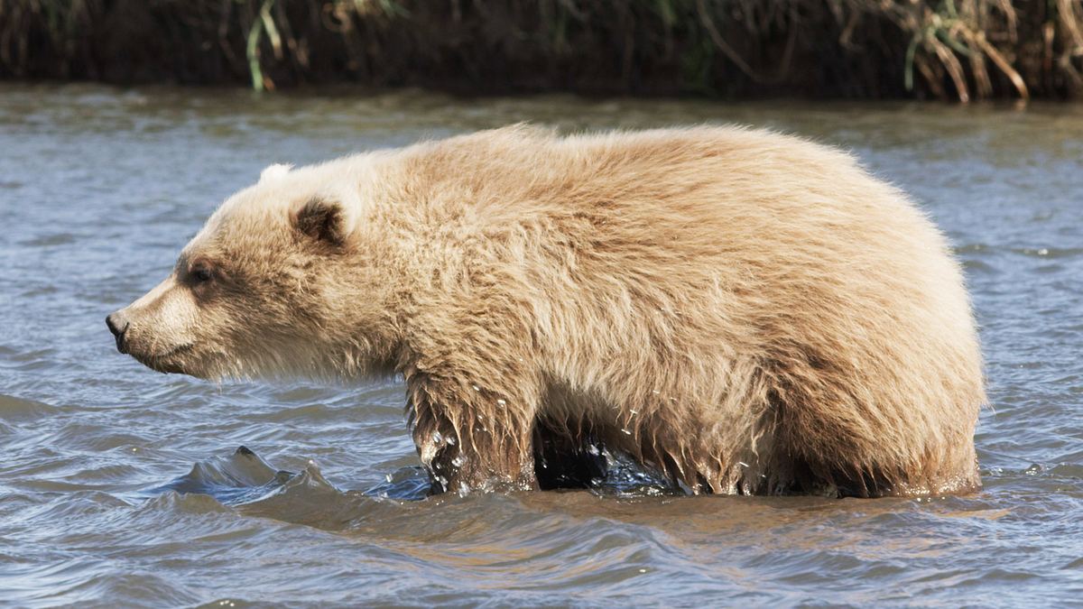 tracker diaries - die bären von alaska