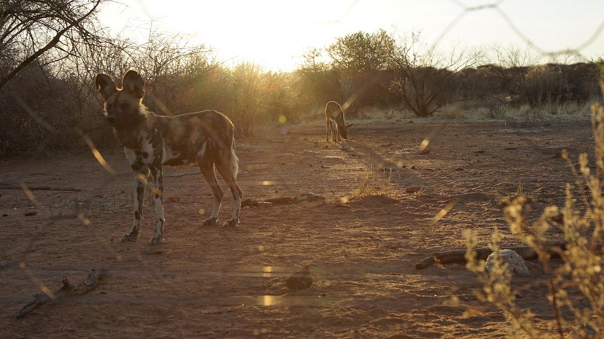 die superkräfte der tiere