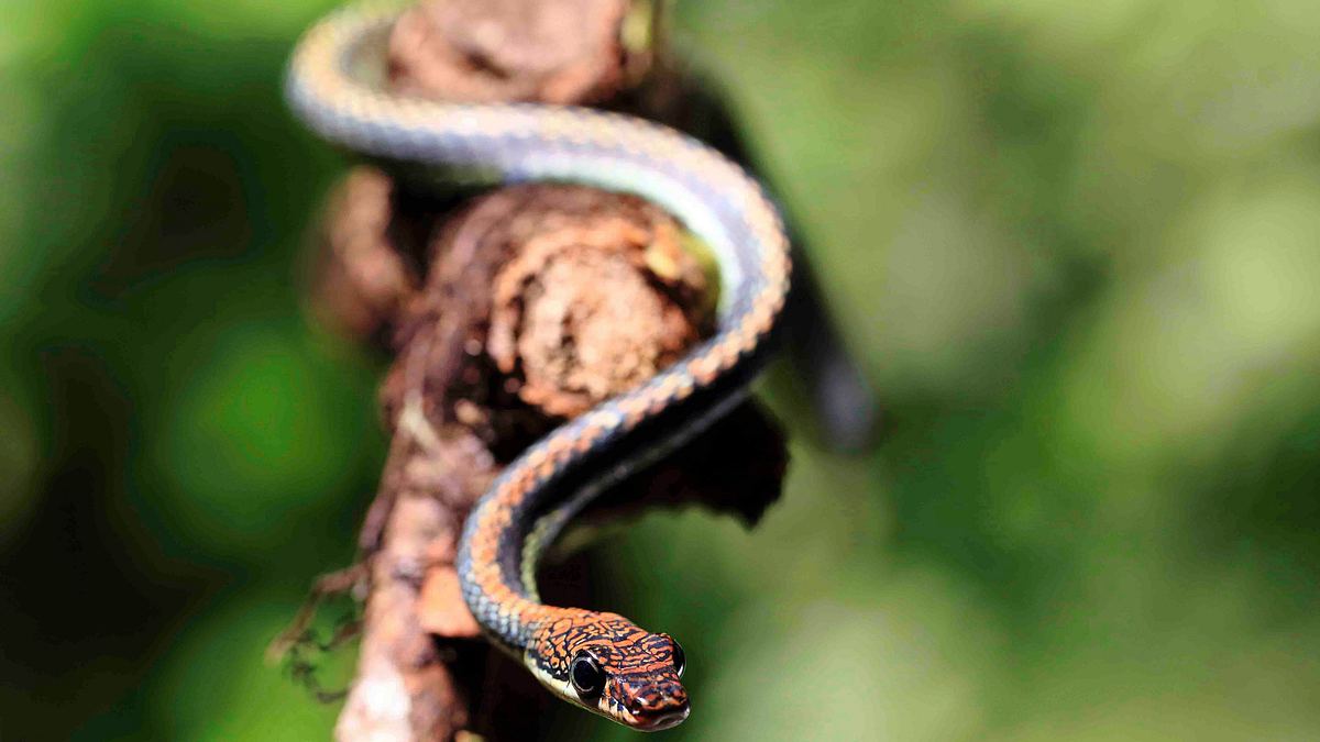 paradiesinseln: wild, bizarr und wunderschön