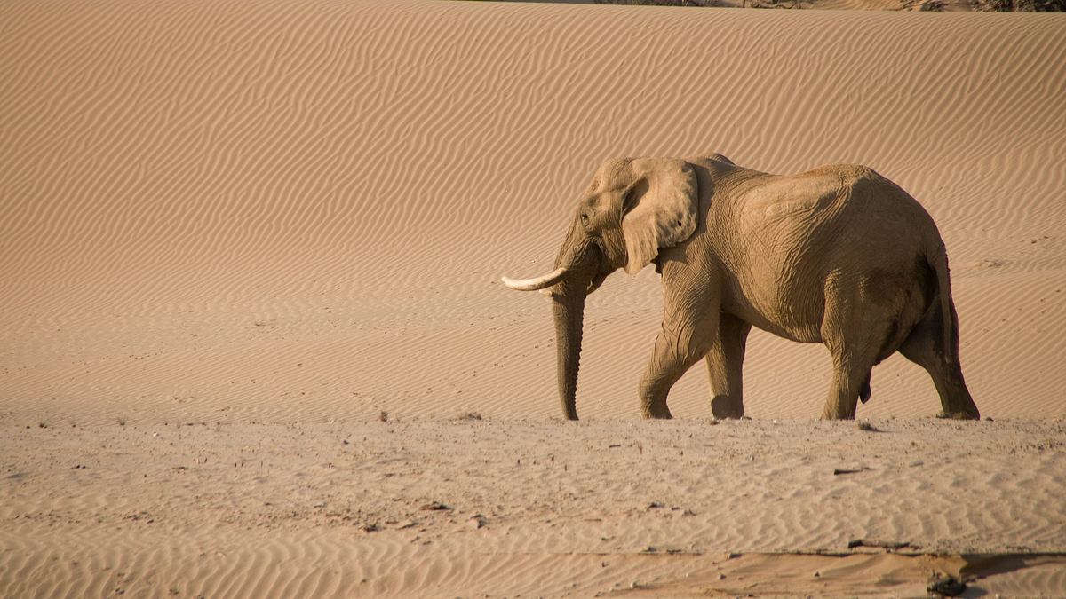 namibia - flüsse aus sand