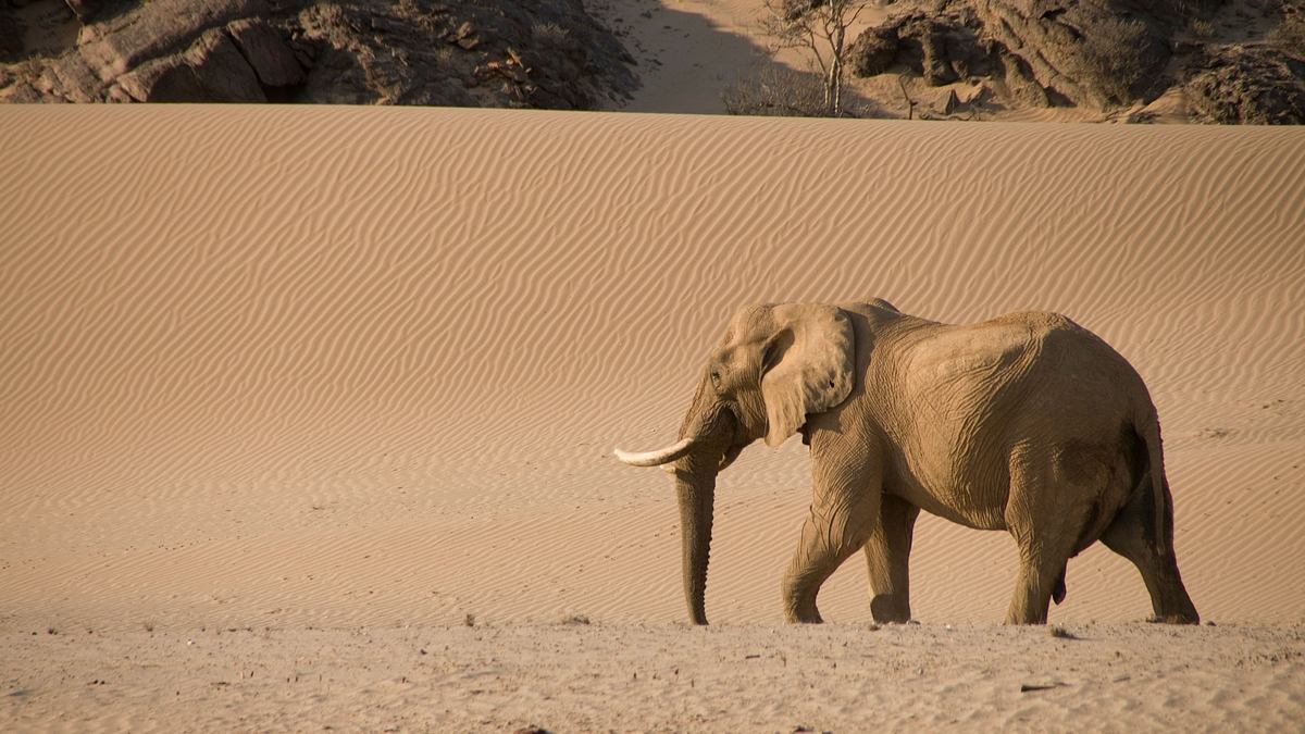 namibia - flüsse aus sand