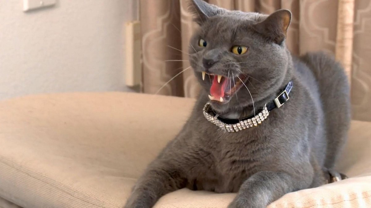 der katzenflüsterer