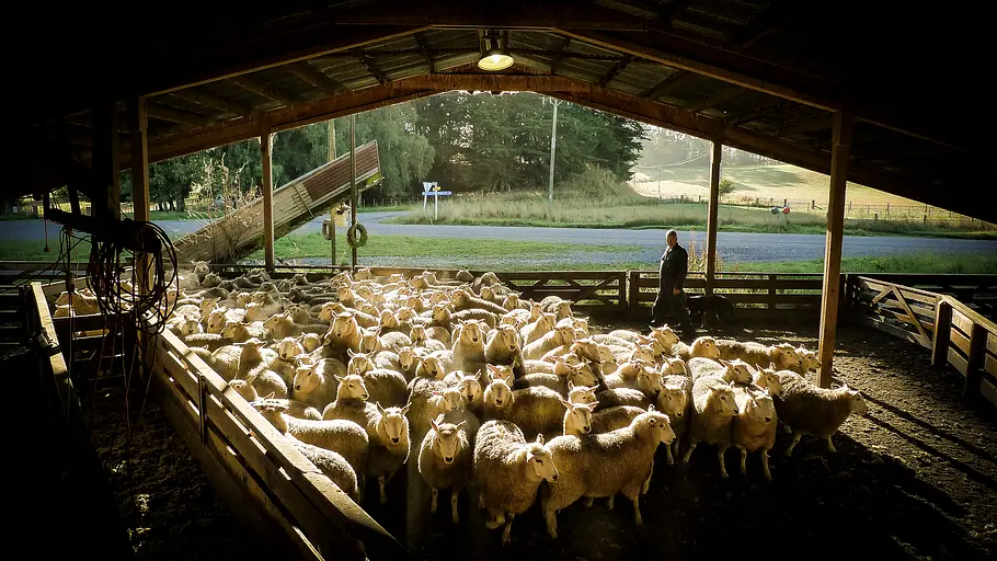 wildes neuseeland