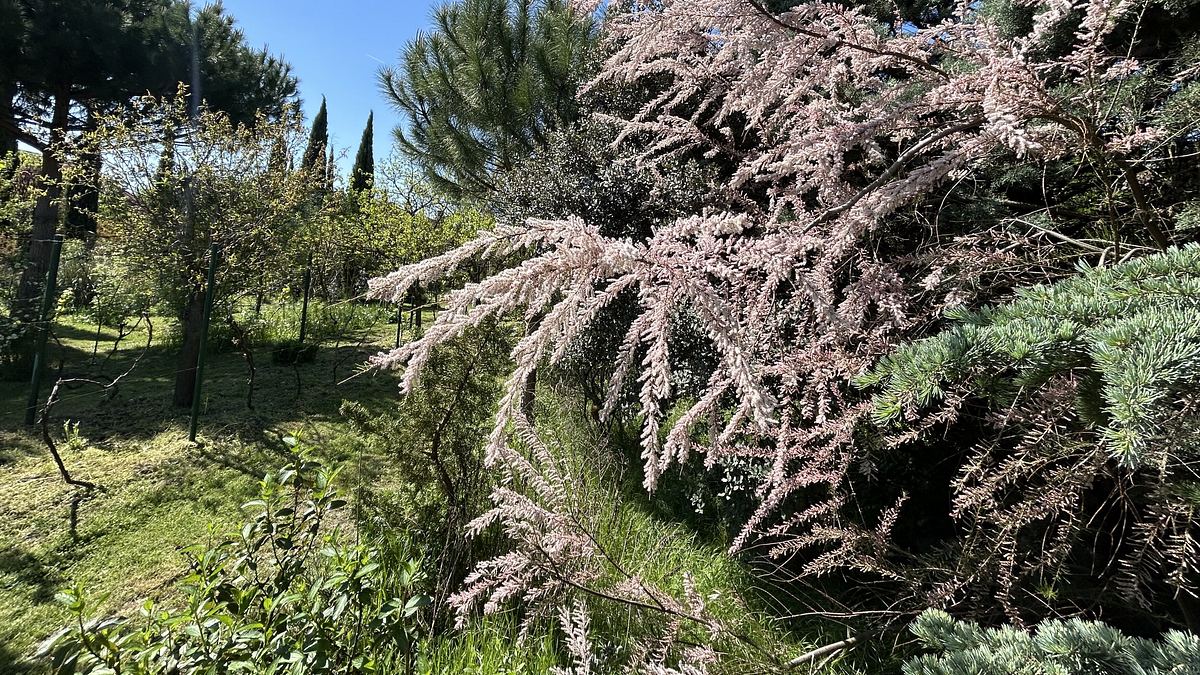 natur im garten