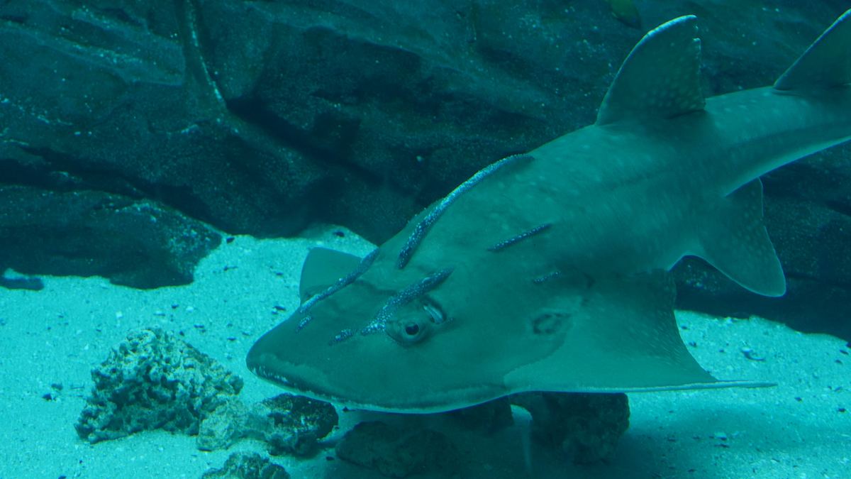 das atlanta-aquarium