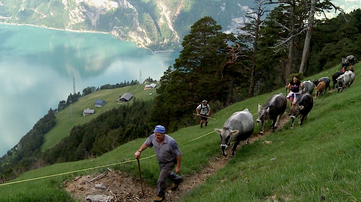 der wildheuer - senkrecht über dem urnersee