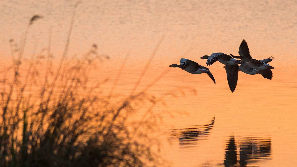 faszinierende flieger - das geheimnis der zugvögel
