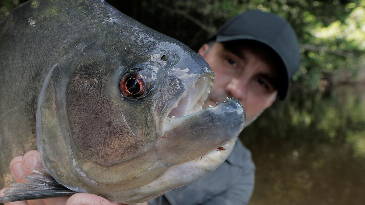monsterfische am haken