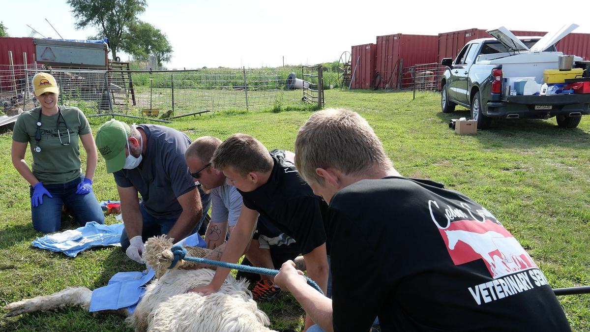 heartland docs - die tierarzt-familie