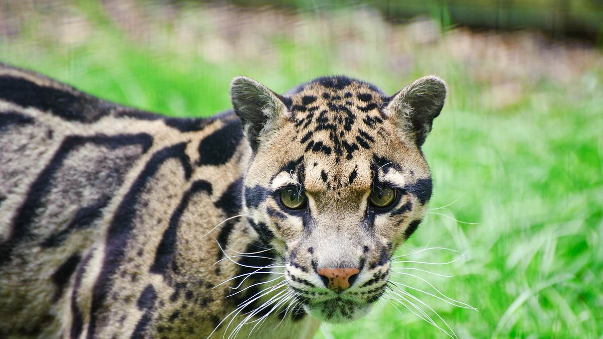 endangered - vom aussterben bedroht