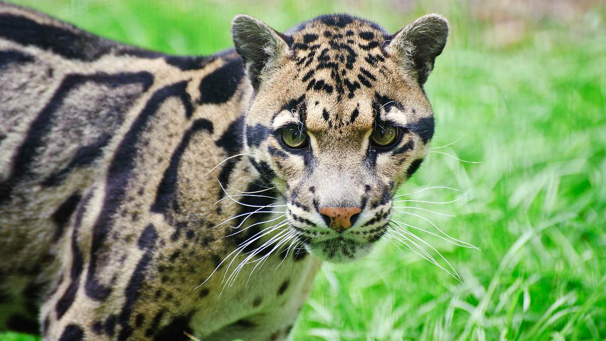 endangered - vom aussterben bedroht