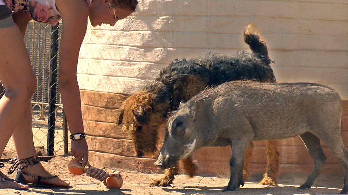 das waisenhaus für wilde tiere - abenteuer afrika