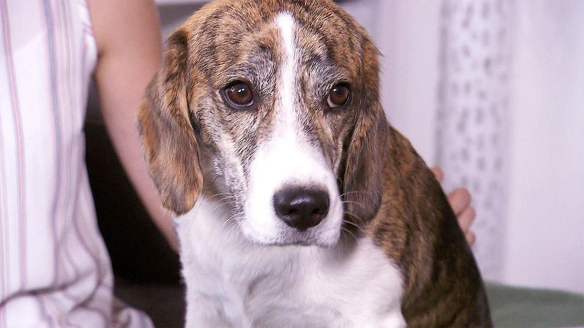 der hundeprofi