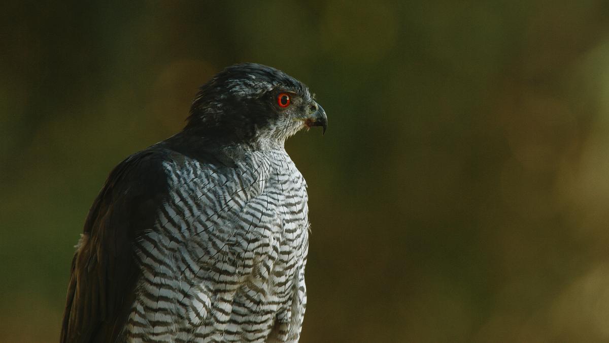 schätze der natur