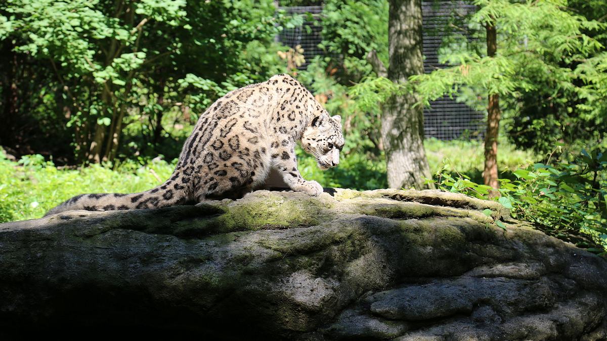 bronx zoo - tierpark der superlative